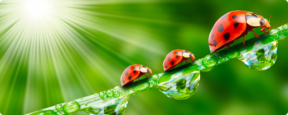 Immagine colonia di coccinelle